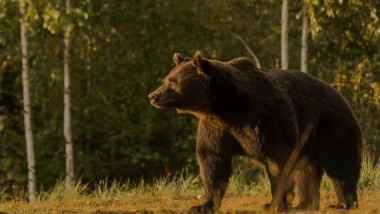 Arthur, cel mai mare urs observat în România, este fotografiat într-un loc nefăcut public pe 8 octombrie 2019