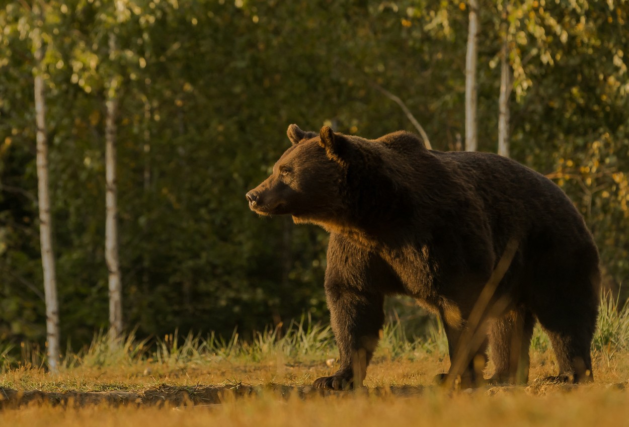 Cioban atacat de urs lângă o stână din județul Argeș. Este al treilea caz în decurs de o săptămână