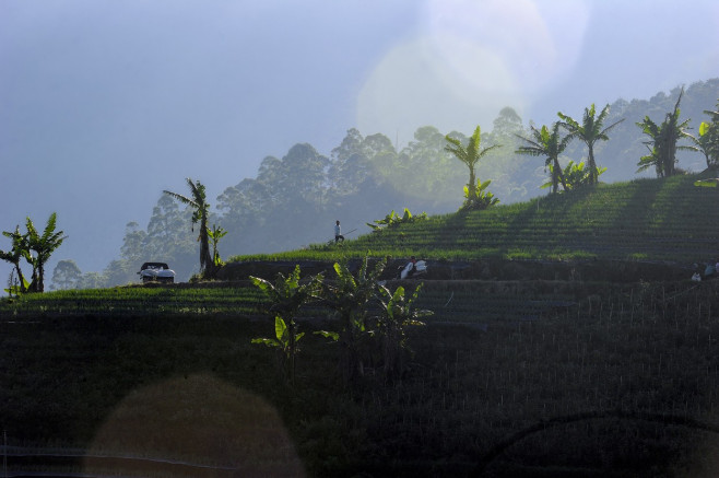 Terraced plantations of Indonesia