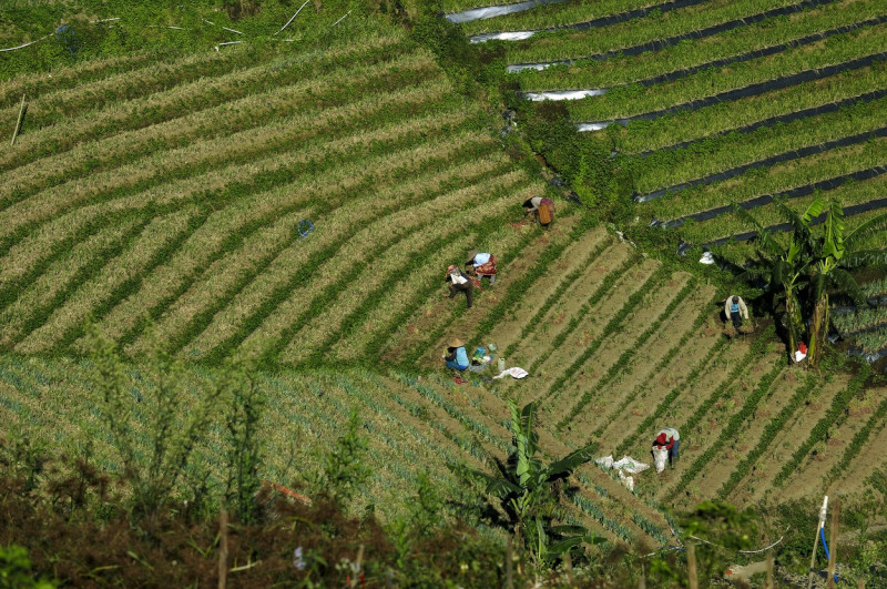 Terraced plantations of Indonesia