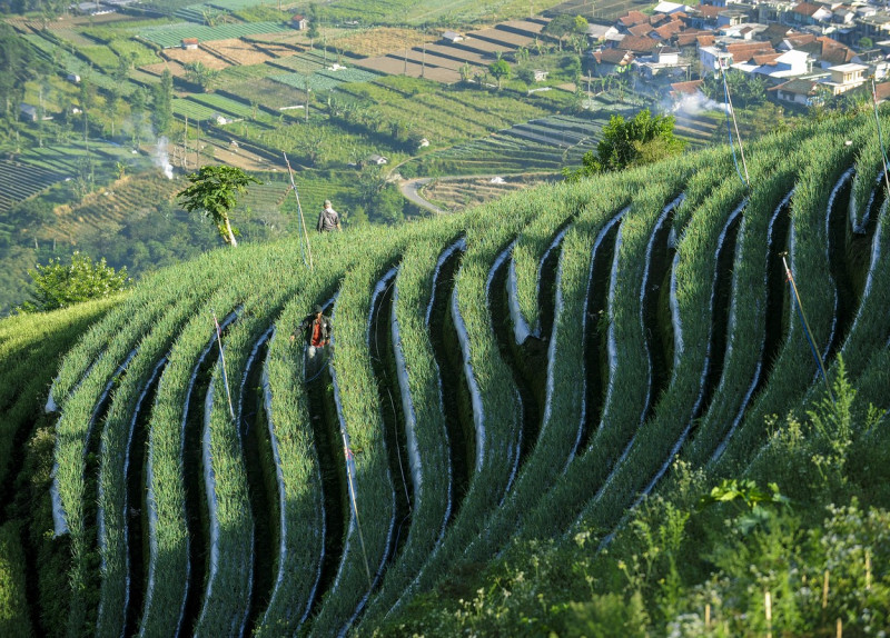 Terraced plantations of Indonesia