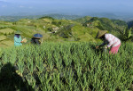 Terraced plantations of Indonesia