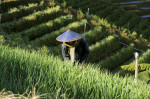 Terraced plantations of Indonesia