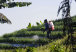 Terraced plantations of Indonesia