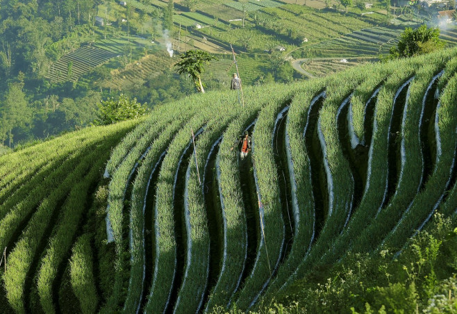 Terraced plantations of Indonesia