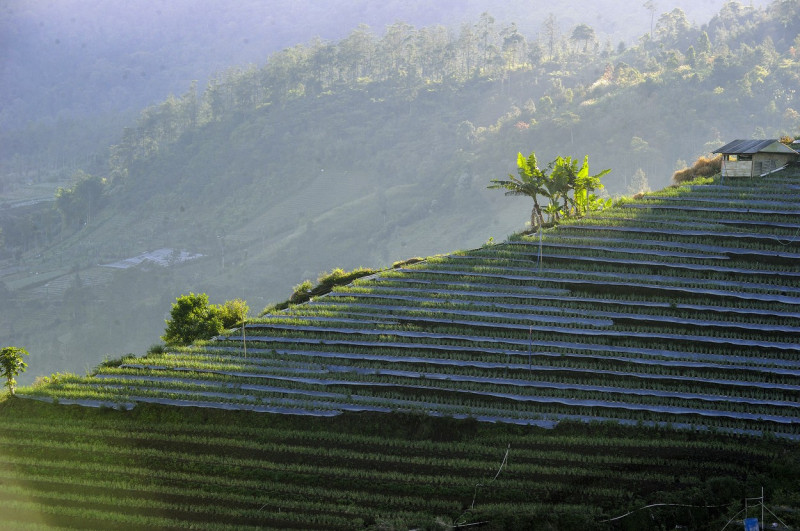 Terraced plantations of Indonesia