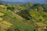 Terraced plantations of Indonesia