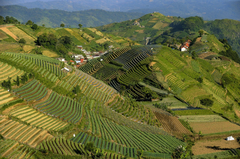 Terraced plantations of Indonesia