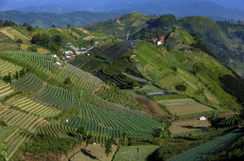 Terraced plantations of Indonesia