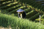 Terraced plantations of Indonesia