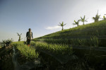 Terraced plantations of Indonesia