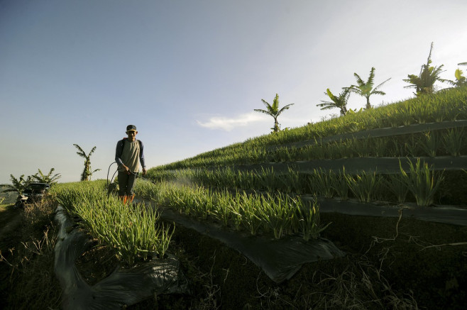 Terraced plantations of Indonesia