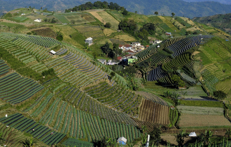 Terraced plantations of Indonesia