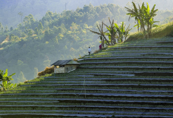 Terraced plantations of Indonesia