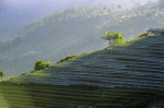 Terraced plantations of Indonesia