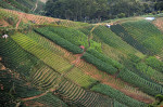 Terraced Plantations of Indonesia