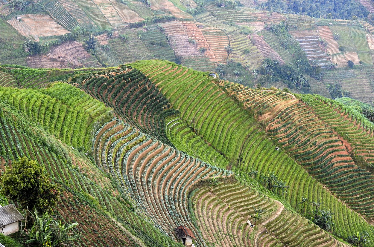 Imagini spectaculoase cu plantațiile terasate din Indonezia. Au devenit un obiectiv turistic în sine