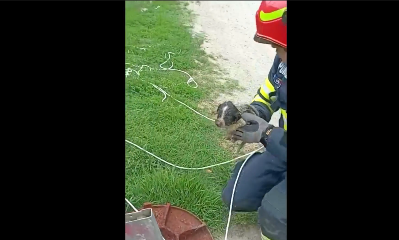 Un cățel căzut într-o canalizare din Mizil a fost salvat după o intervenție dificilă a pompierilor