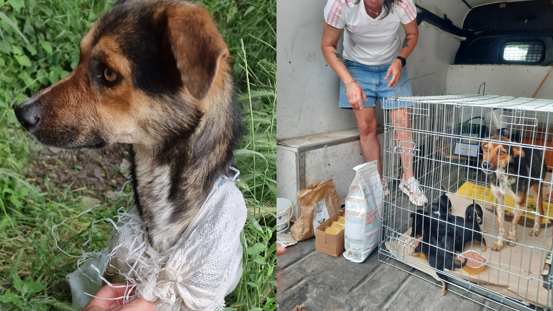 O cățelușă și cei 7 pui ai ei au fost băgați într-un sac, apoi lăsați să moară pe un teren părăsit din Galați