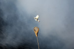 Ritual de sacrificare pe vulcanul Bromo din Indonezia. Foto Profimedia (3)