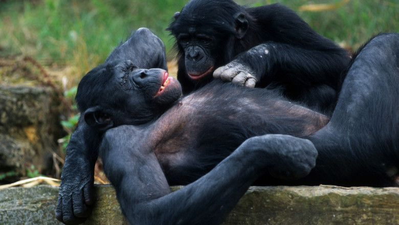 Un mascul și un pui de maimuță bonobo se relazează în aer liber.