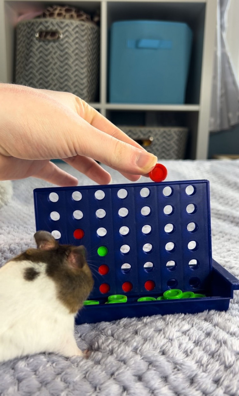 GENIUS HAMSTER WINS CONNECT 4