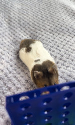 GENIUS HAMSTER WINS CONNECT 4