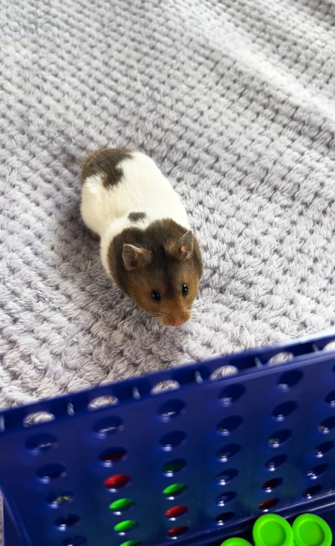 GENIUS HAMSTER WINS CONNECT 4