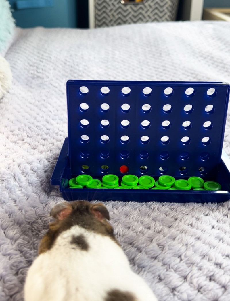 GENIUS HAMSTER WINS CONNECT 4