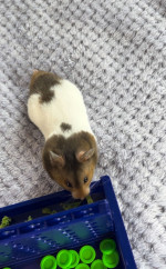 GENIUS HAMSTER WINS CONNECT 4