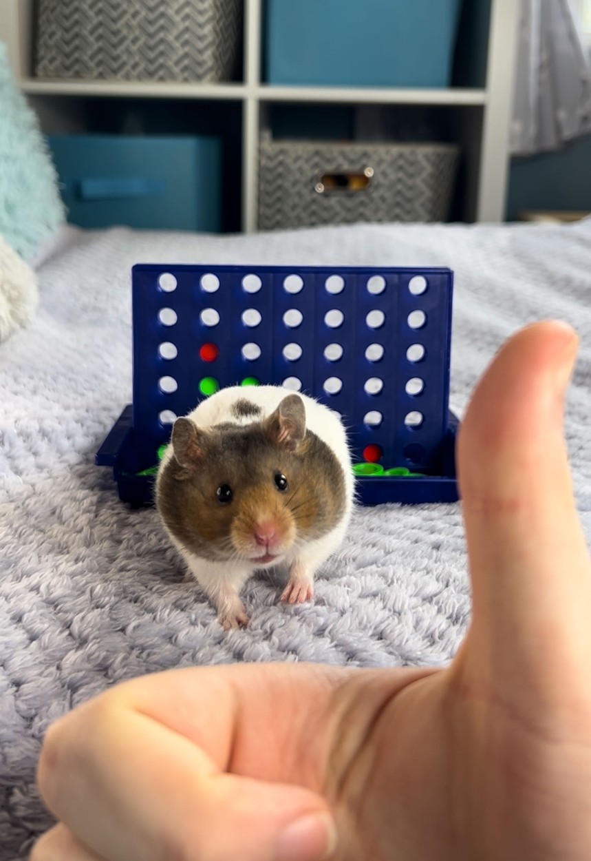 Un hamster simpatic și genial și-a bătut stăpânul la un joc de strategie