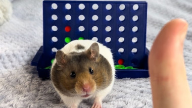 hamster cu un joc