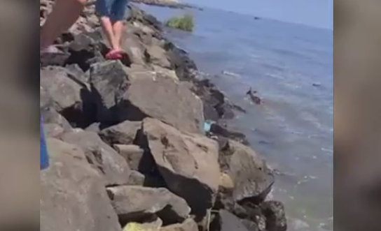 O căprioară și un câine au plutit pe apă din Herson până la Odesa. Au fost duși de viitură până la mare pe resturi de plante și lemne