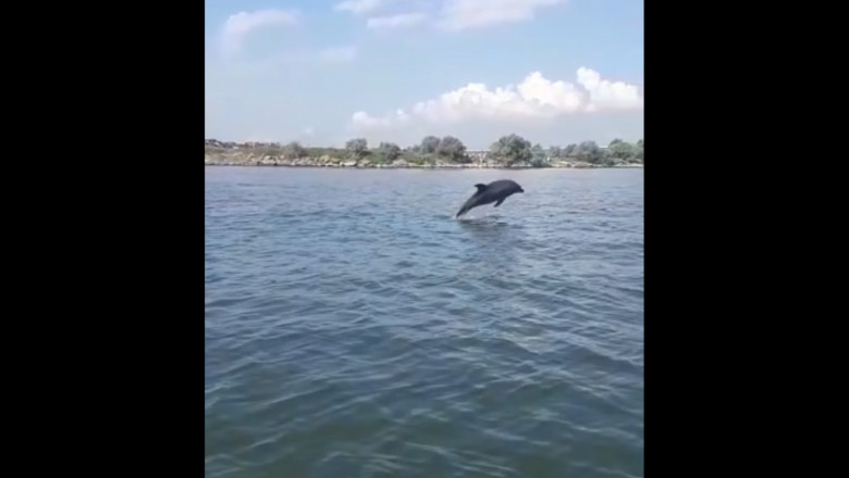 delfin agigea marea neagra