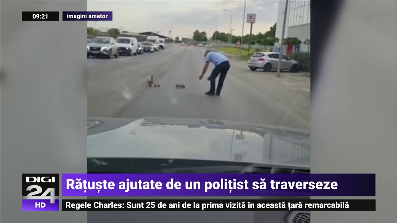 Un polițist din Constanța a oprit traficul pentru a ajuta un cârd de rațe să traverseze strada