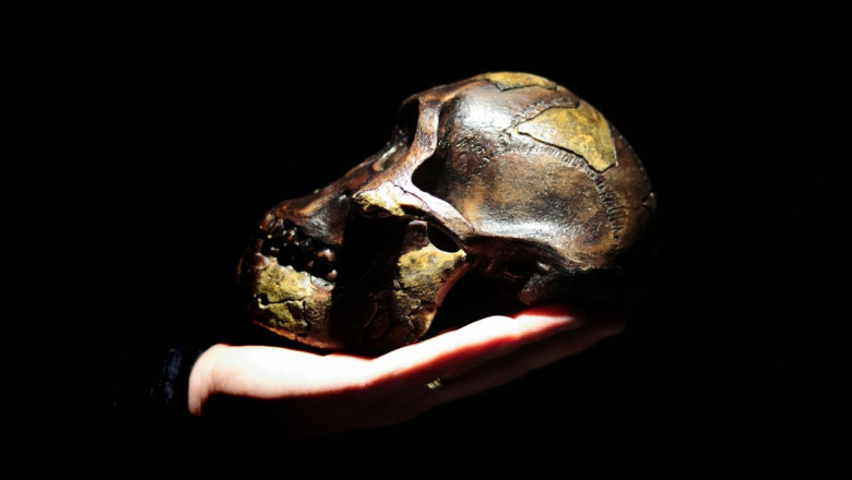 Lucy aparține speciei dispărute Australopithecus afarensis