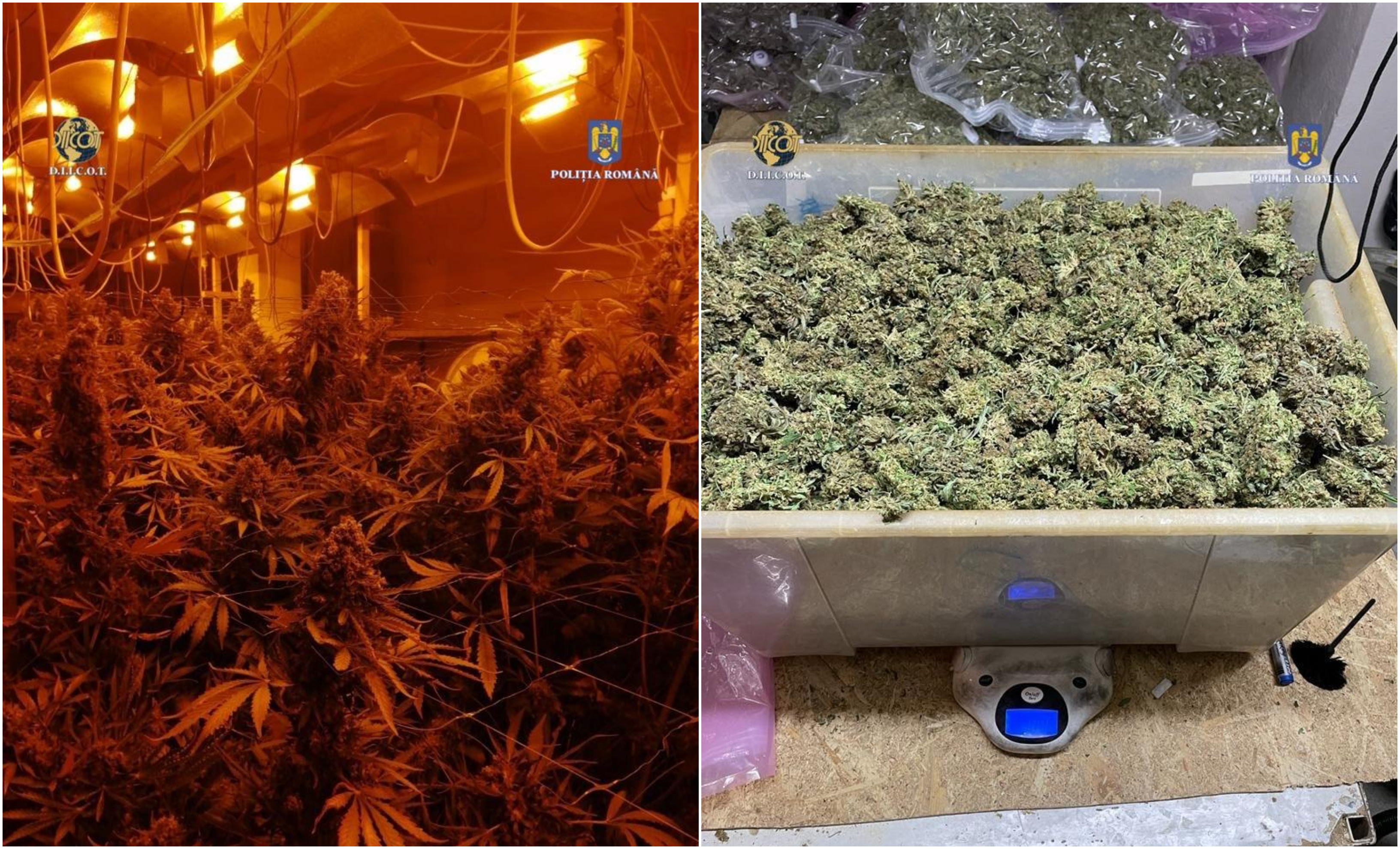 "Fabrică" de canabis descoperită în două hale din Capitală. Peste 100 de plante și zeci de kilograme de droguri, confiscate