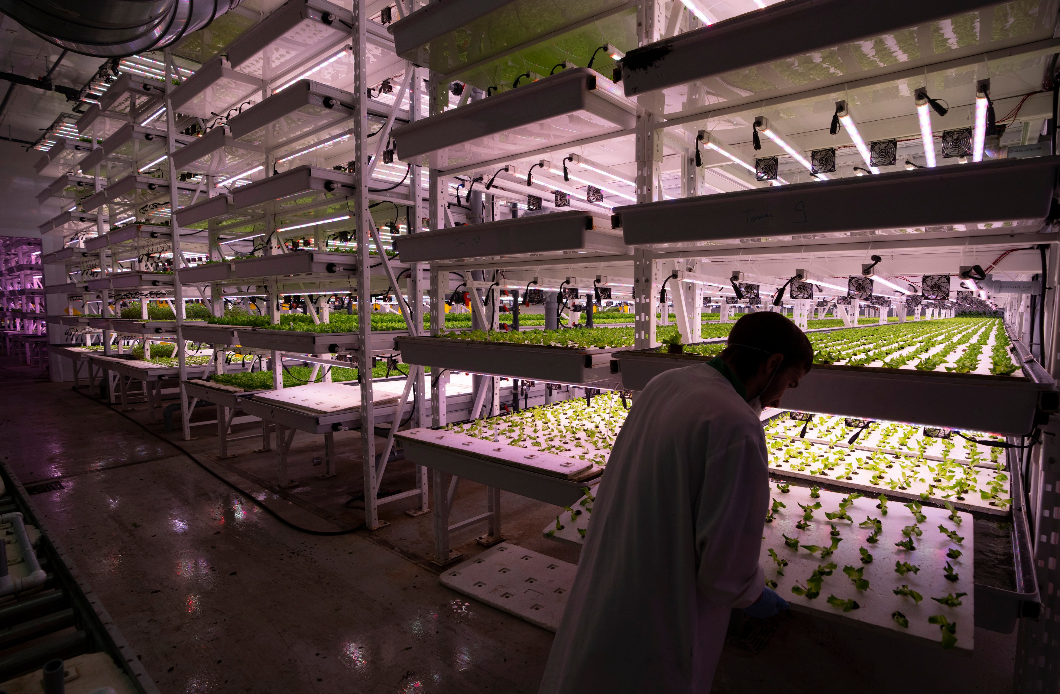 Agricultura pe verticală, de la Pământ, la Lună: o soluție pentru rezolvarea crizei alimentare și colonizarea planetelor, în viitor