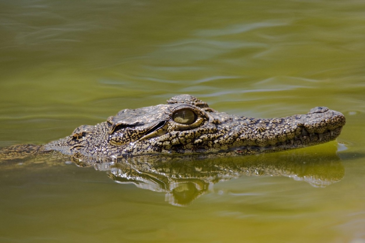 „Problemă de securitate”: Țara care a decis să vândă zeci de crocodili după ce numărul atacurilor asupra oamenilor a crescut