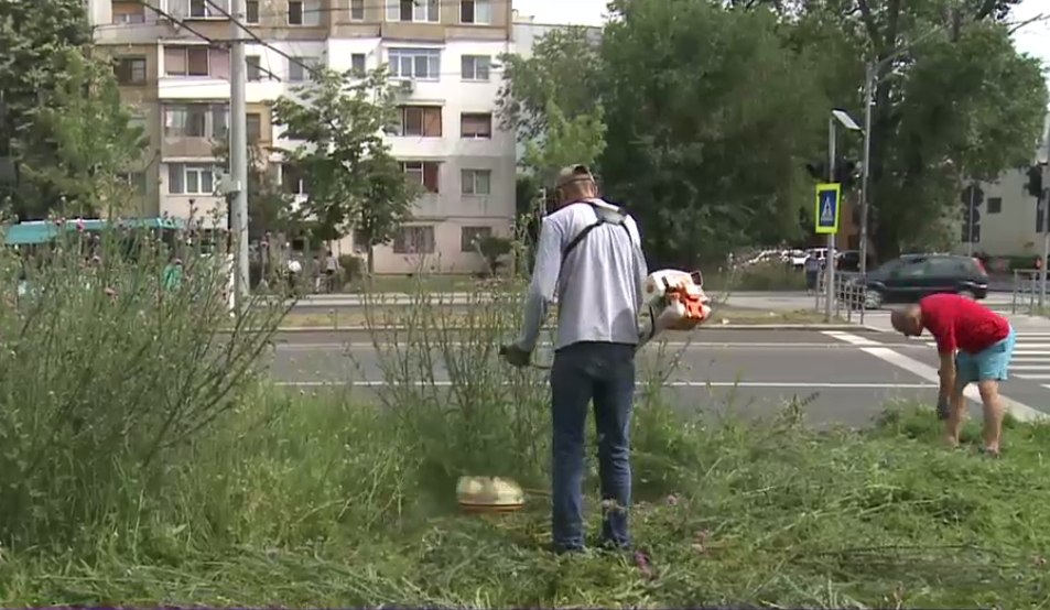 Orașul unde localnicii s-au apucat să taie bălăriile. Director: Angajez oameni cu 3.000 de lei, după 3 săptămâni pleacă, spun că e greu