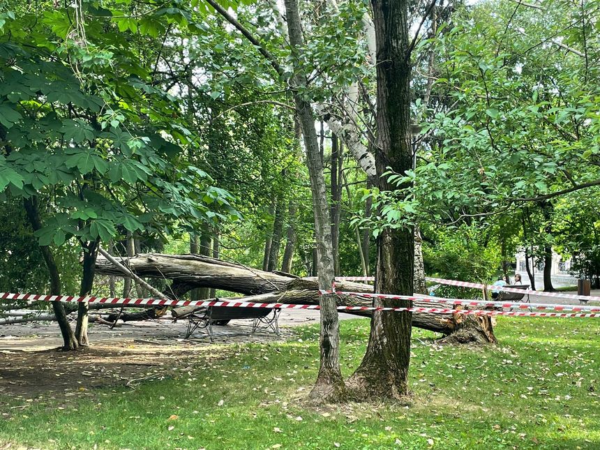 Primăria Sectorului 3: Copacul care a rănit în cădere o femeie din Parcul IOR era verde