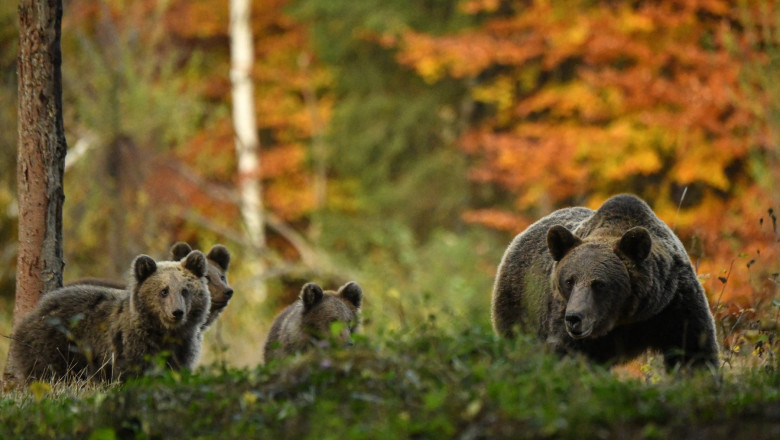 ursi padure ursul brun
