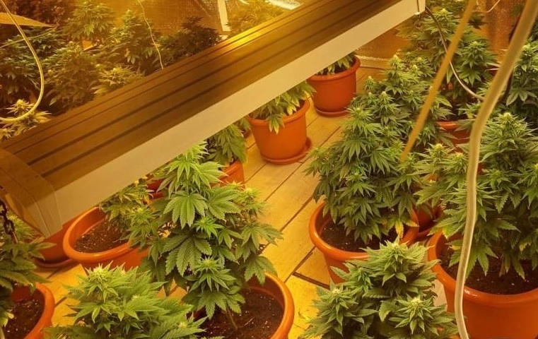 Doi bărbați din Capitală au fost arestați pentru că au cultivat canabis acasă. Zeci de ghivece cu plante, confiscate de polițiști
