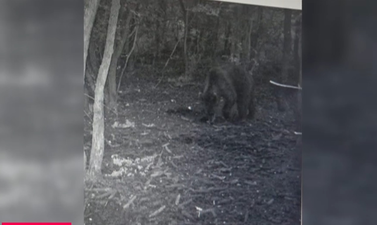 Alertă neobișnuită. Un urs a fost surprins într-o pădure la 30 de km de Craiova