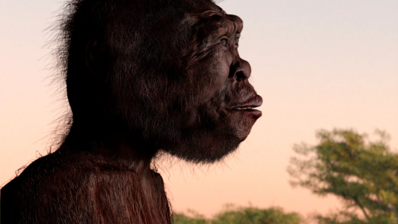 Homo Naledi, ilustrație.