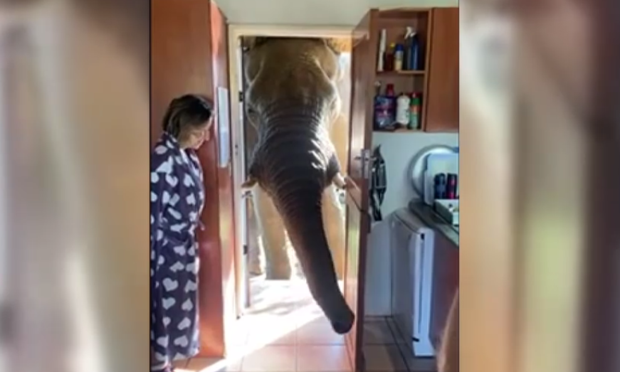 VIDEO. Un elefant vizitează o familie de câte ori are drum pe lângă locuința acesteia. Îi știe pe proprietari de când era pui