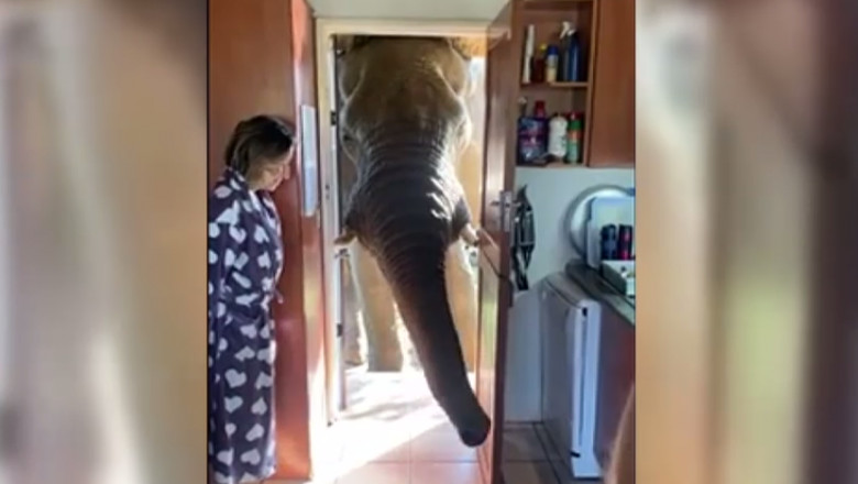 un elefant baga trompa pe usa unei case
