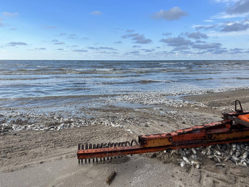 Thousands of fish wash up dead on south coast of US