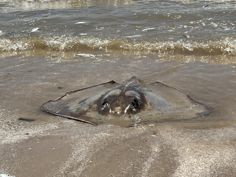 Thousands of fish wash up dead on south coast of US