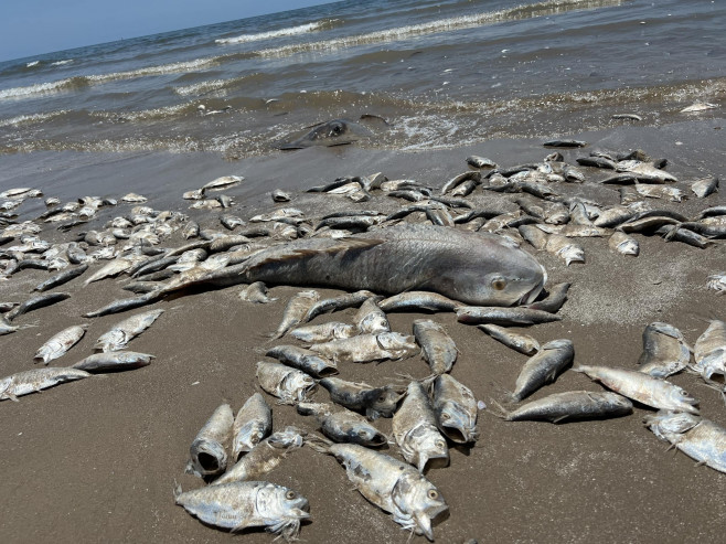 Thousands of fish wash up dead on south coast of US